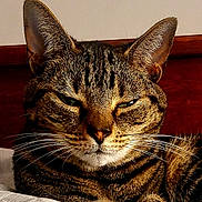 Mel is registered to the contest to win money with this photo: animal, cat, close_up, cute, domestic_cat, ears, face, feline, fur, indoor, muzzle, pet, portrait, relaxed, resting, sleepy, soft, striped, tabby, whiskers