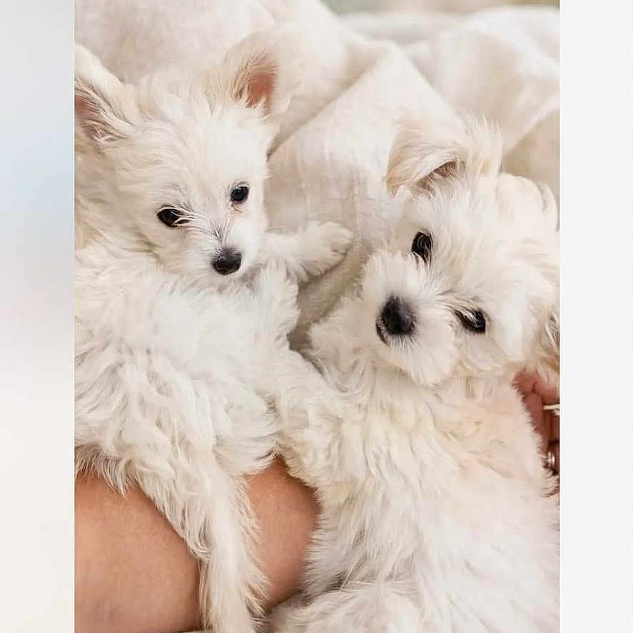 Bandit Et Baya