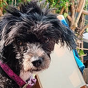 Ruby participe au concours pour gagner de l'argent avec cette photo : dog, black_and_white, curly_fur, collar, purple_collar, pet, outdoor, plants, greenery, furniture, chair, closeup, portrait, animal, cute, curious, fur, dog_face, summer, daylight