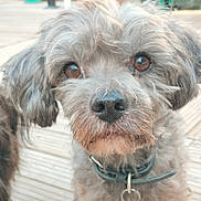 Ioni participe au concours pour gagner de l'argent avec cette photo : dog, close_up, pet, brown_eyes, fur, collar, outdoor, curious, animal, canine, portrait, scruffy, cute, fluffy, looking, face, whiskers, nose, domestic_animal, friendly