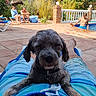 dog, person, pool, swim_trunks, lounge_chair, outdoor, relaxation, sunny, water, summer, vacation, tile_floor, fence, plants, leisure, pet, animal, people, sunbathing, casual
