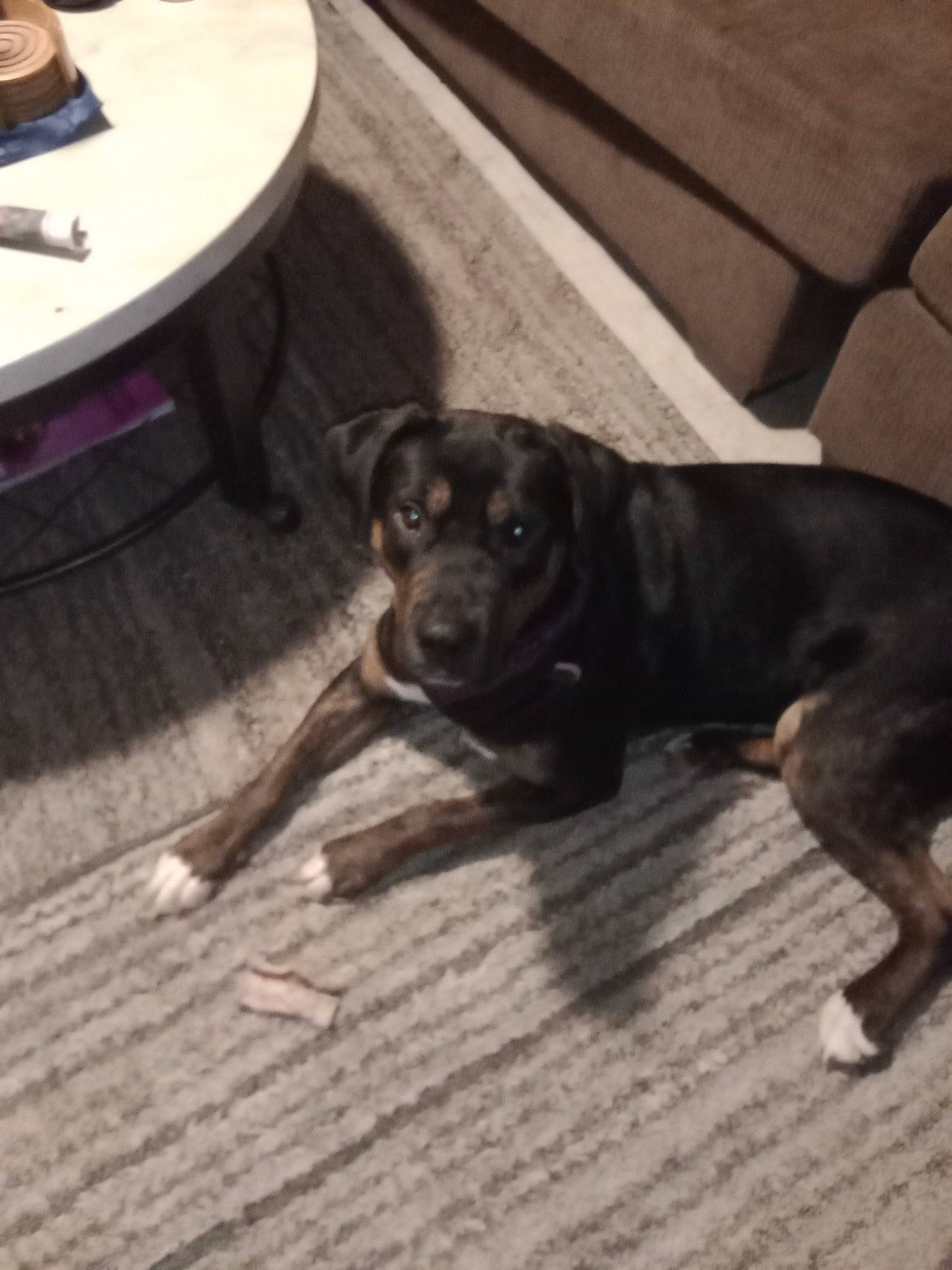 Babygirl is registered to the contest to win money with this photo: canidae, carnivore, companion_dog, dog, dog_breed, fawn, floor, flooring, fur, gun_dog, hardwood, metal, plank, sporting_group, tail, terrestrial_animal, wood, wood_flooring, working_animal, working_dog