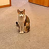 Mera is registered to the contest to win money with this photo: animal, bookshelf, calm, carpet, cat, centered_composition, door, ears, furniture, hallway, home, indoors, pet, portrait, sitting, tabby, tail, whiskers, white_cat, wood