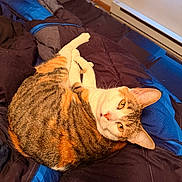 Mera is registered to the contest to win money with this photo: animal, bed, bedroom, bedspread, blanket, blue, brown, cat, feline, green_eyes, indoor, lying_down, pet, pink_nose, portrait, relaxed, striped_fur, tabby_cat, upside_down, whiskers