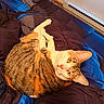 animal, bed, bedroom, bedspread, blanket, blue, brown, cat, feline, green_eyes, indoor, lying_down, pet, pink_nose, portrait, relaxed, striped_fur, tabby_cat, upside_down, whiskers