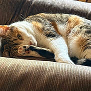Mera is registered to the contest to win money with this photo: cat, calico, pet, animal, feline, resting, couch, chair, indoor, fur, paw, whiskers, sleepy, cozy, striped, relaxation, closeup, cute, comfort, nap