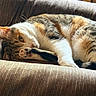 cat, calico, pet, animal, feline, resting, couch, chair, indoor, fur, paw, whiskers, sleepy, cozy, striped, relaxation, closeup, cute, comfort, nap