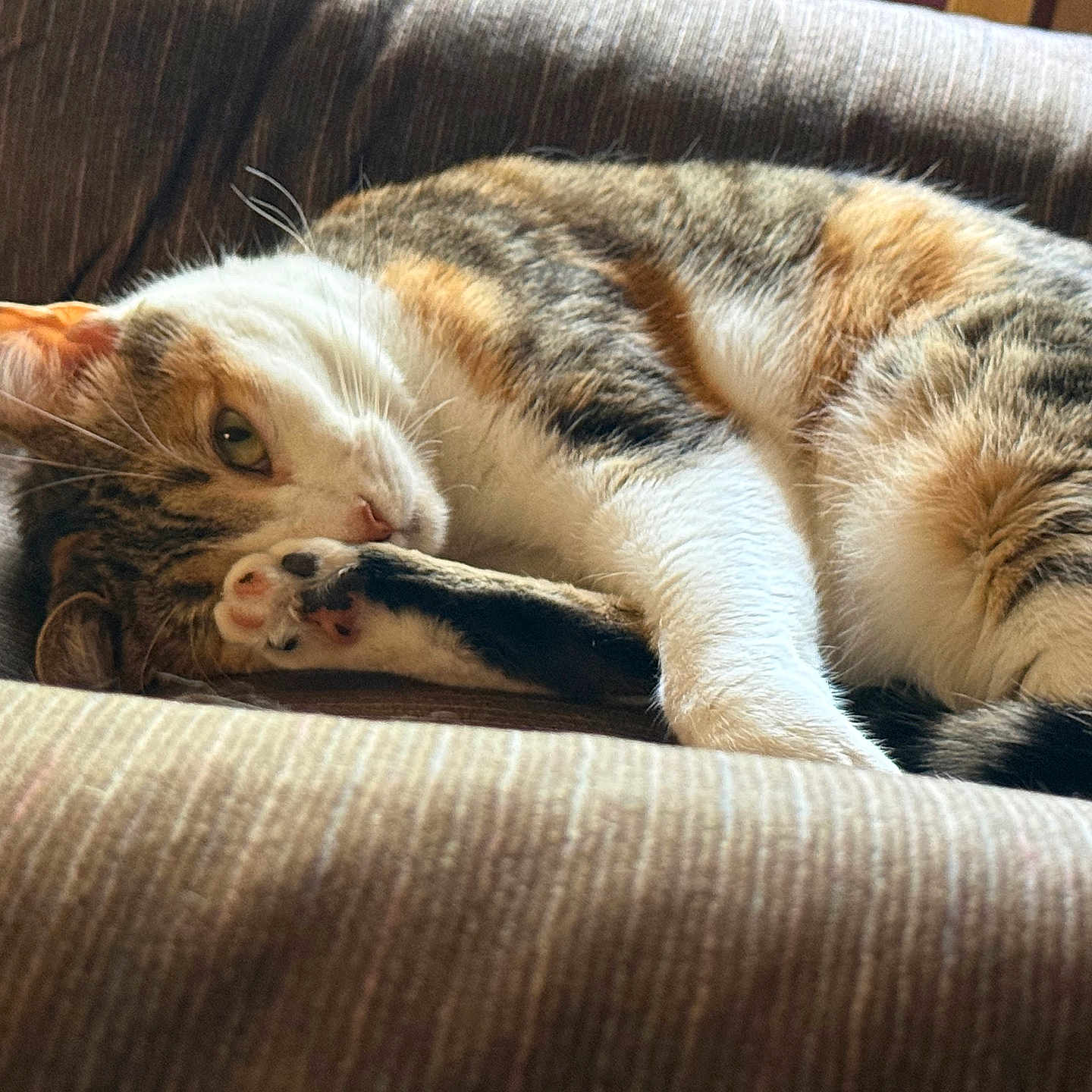 Mera is registered to the contest to win money with this photo: cat, calico, pet, animal, feline, resting, couch, chair, indoor, fur, paw, whiskers, sleepy, cozy, striped, relaxation, closeup, cute, comfort, nap