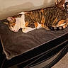 Mera joined the competition — help win amazing prizes! black_fur, cables, calico_cat, cat, cozy, ears, electronics, feline, fur, heating_pad, indoor, lying_down, orange_fur, pet, relaxed, sleeping, striped_fur, tail, whiskers, white_fur