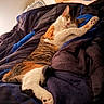 animal, bed, bedding, blanket, calico_cat, cat, closed_eyes, cozy, fur, indoors, paws, pet, pink_nose, portrait, relaxed, resting, sleeping, stretching, tricolor, whiskers