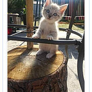 Punkie is registered to the contest to win money with this photo: kitten, cat, animal, outdoor, tree_stump, metal_bar, sunlight, garden, fence, chair, cushion, backyard, pet, curious, small, young_animal, nature, daylight, feline, playful