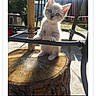 kitten, cat, animal, outdoor, tree_stump, metal_bar, sunlight, garden, fence, chair, cushion, backyard, pet, curious, small, young_animal, nature, daylight, feline, playful