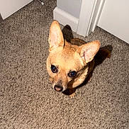 Gigi joined the competition — help win amazing prizes! dog, small_dog, chihuahua, pet, indoor, carpet, ears, cute, animal, brown, fur, looking_up, companion, domestic_animal, alert, canine, shadow, floor, home, portrait