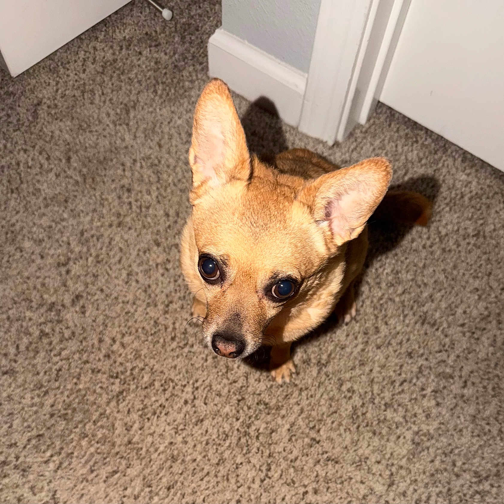 Gigi