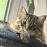 Charley joined the competition — help win amazing prizes! animal, blanket, cat, closeup, cozy, curious, ears, fluffy, fur, indoor, light, paw, pet, portrait, relaxed, resting, soft, tabby, whiskers, window