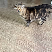 Charley joined the competition — help win amazing prizes! animal, cat, cute, domestic, ears, expressive, feline, fur, household, indoor, litter_box, mammal, mouth_open, pet, side_view, standing, tabby, whiskers, wooden_floor, yawning