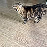 animal, cat, cute, domestic, ears, expressive, feline, fur, household, indoor, litter_box, mammal, mouth_open, pet, side_view, standing, tabby, whiskers, wooden_floor, yawning