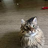 alert, animal, brown, cat, curious, cute, domestic, ears, feline, fluffy, furniture, indoor, long_hair, looking_up, pet, tabby, toy, whiskers, wide_eyes, wooden_floor