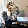 Charley is registered to the contest to win money with this photo: animal, brown, card, cat, cozy, curious, desk, domestic, fluffy, furniture, gift, household, indoor, lamp, mug, pet, striped, tabby, tail, wall