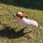 Cookie joined the competition — help win amazing prizes! dog, grass, outdoor, sunlight, shadow, pet, running, white, brown, animal, nature, canine, happy, playful, summer, daylight, collar, fur, mammal, active