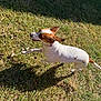 dog, grass, outdoor, sunlight, shadow, pet, running, white, brown, animal, nature, canine, happy, playful, summer, daylight, collar, fur, mammal, active
