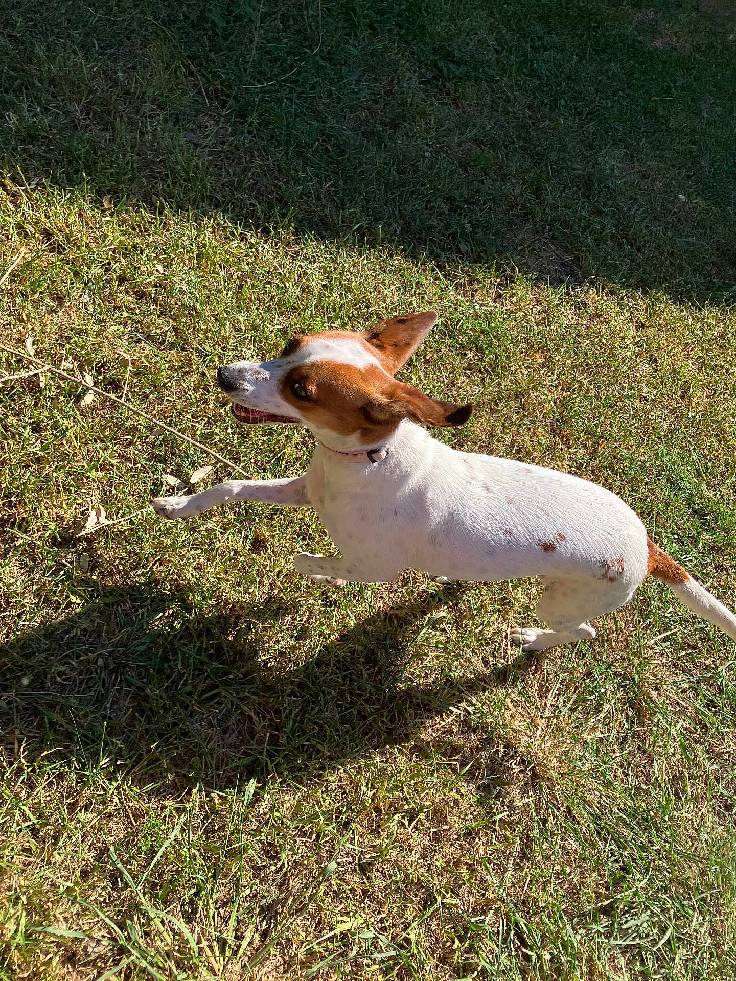 Cookie joined the competition — help win amazing prizes! dog, grass, outdoor, sunlight, shadow, pet, running, white, brown, animal, nature, canine, happy, playful, summer, daylight, collar, fur, mammal, active