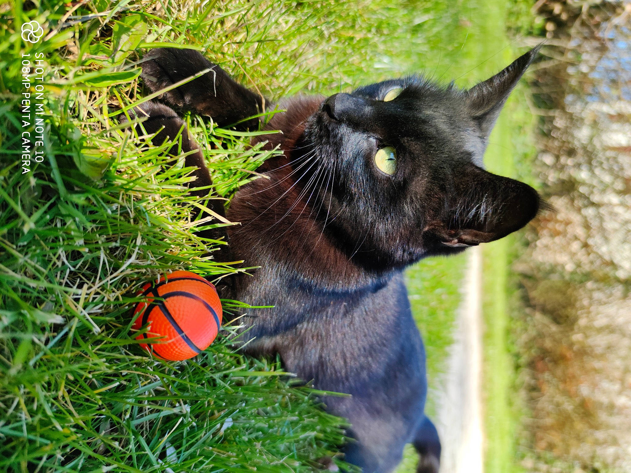 Bagheera