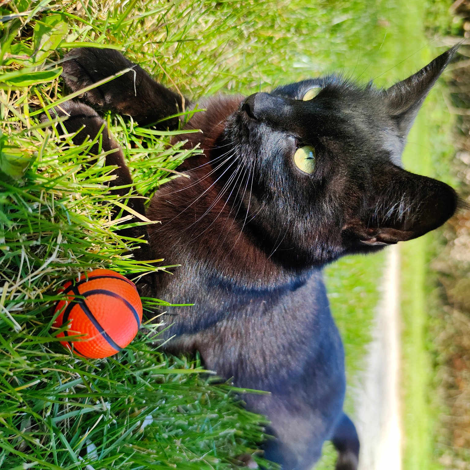 Bagheera