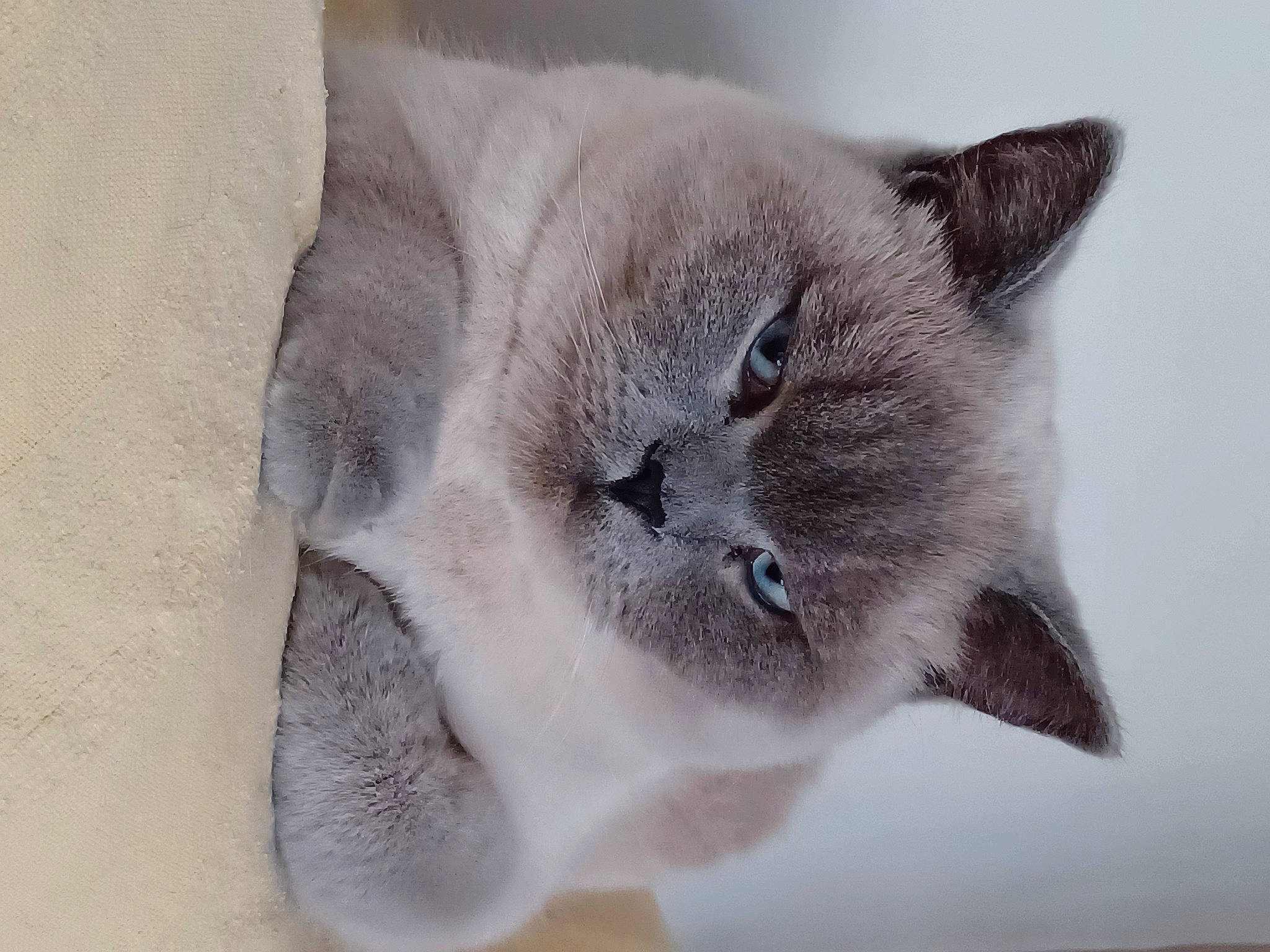 Paco participe au concours pour gagner de l'argent avec cette photo : birman, carnivore, cat, domestic_short_haired_cat, felidae, fur, grey, small_to_medium_sized_cats, snout, whiskers