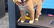 Champion is registered to the contest to win money with this photo: dog, office, desk, computer, keyboard, smiling, fluffy, brown_fur, indoor, technology, workplace, pet, happy, cute, animal, fur, monitor, cubicle, standing, tongue_out