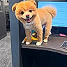 dog, office, desk, computer, keyboard, smiling, fluffy, brown_fur, indoor, technology, workplace, pet, happy, cute, animal, fur, monitor, cubicle, standing, tongue_out