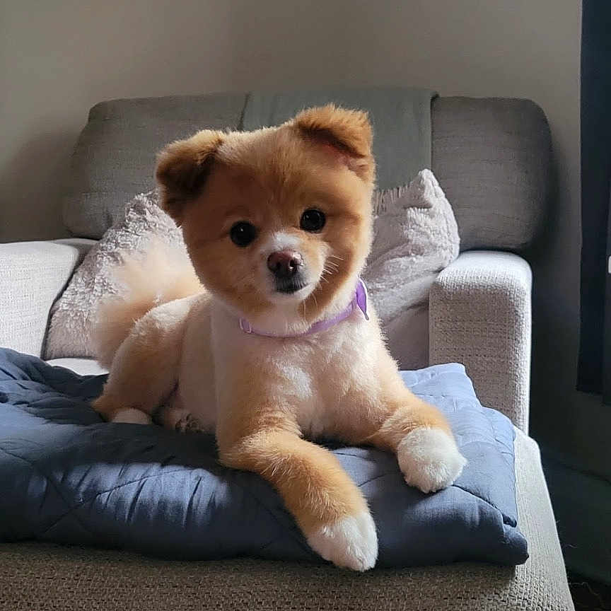 Champion joined the competition — help win amazing prizes! dog, pomeranian, pet, indoor, couch, blanket, furniture, living_room, cute, fluffy, small_dog, collar, relaxed, seated, domestic_animal, wooden_floor, lamp, pillows, cozy, resting