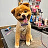 Champion is registered to the contest to win money with this photo: dog, puppy, groomed, bow_tie, pet, animal, cute, happy, tongue_out, fluffy, brown_fur, white_paws, indoor, grooming_table, blurry_background, playful, friendly, small_dog, head_tilt, pet_shop
