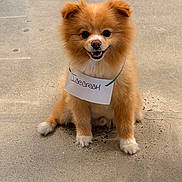 Champion joined the competition — help win amazing prizes! dog, pomeranian, pet, animal, smiling, cute, fluffy, sign, concrete_floor, sitting, indoor, fur, small_dog, friendly, looking_at_camera, domestic_animal, happy, companion, canine, tongue