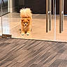 Champion joined the competition — help win amazing prizes! dog, pomeranian, pet, stretching, fluffy_tail, indoor, glass_door, carpet, floor, reflection, cute, small_dog, brown_fur, animal, domestic_animal, playful, waiting, office, modern, door_handle