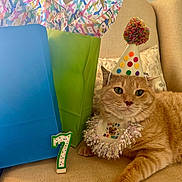Gustavo is registered to the contest to win money with this photo: cat, orange_tabby, birthday_hat, birthday_collar, gift_bags, number_candle, party, celebration, indoor, chair, beige, feline, pet, festive, colorful, relaxed, closeup, cute, animal, portrait