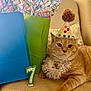 cat, orange_tabby, birthday_hat, birthday_collar, gift_bags, number_candle, party, celebration, indoor, chair, beige, feline, pet, festive, colorful, relaxed, closeup, cute, animal, portrait