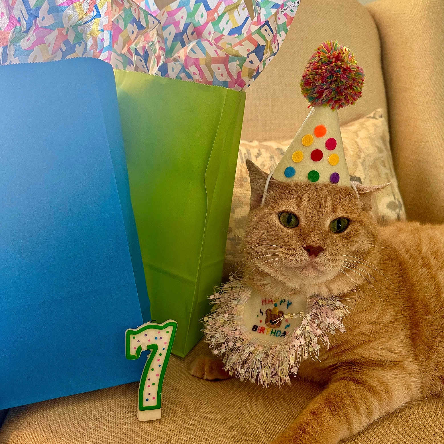 Gustavo is registered to the contest to win money with this photo: animal, beige, birthday_collar, birthday_hat, cat, celebration, chair, closeup, colorful, cute, feline, festive, gift_bags, indoor, number_candle, orange_tabby, party, pet, portrait, relaxed