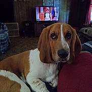 Gus joined the competition — help win amazing prizes! dog, basset_hound, pet, living_room, couch, cushion, wood_paneling, television, carpet, framed_photos, indoor, brown_and_white, ears, animal, resting, cozy, furniture, home, portrait, relaxed