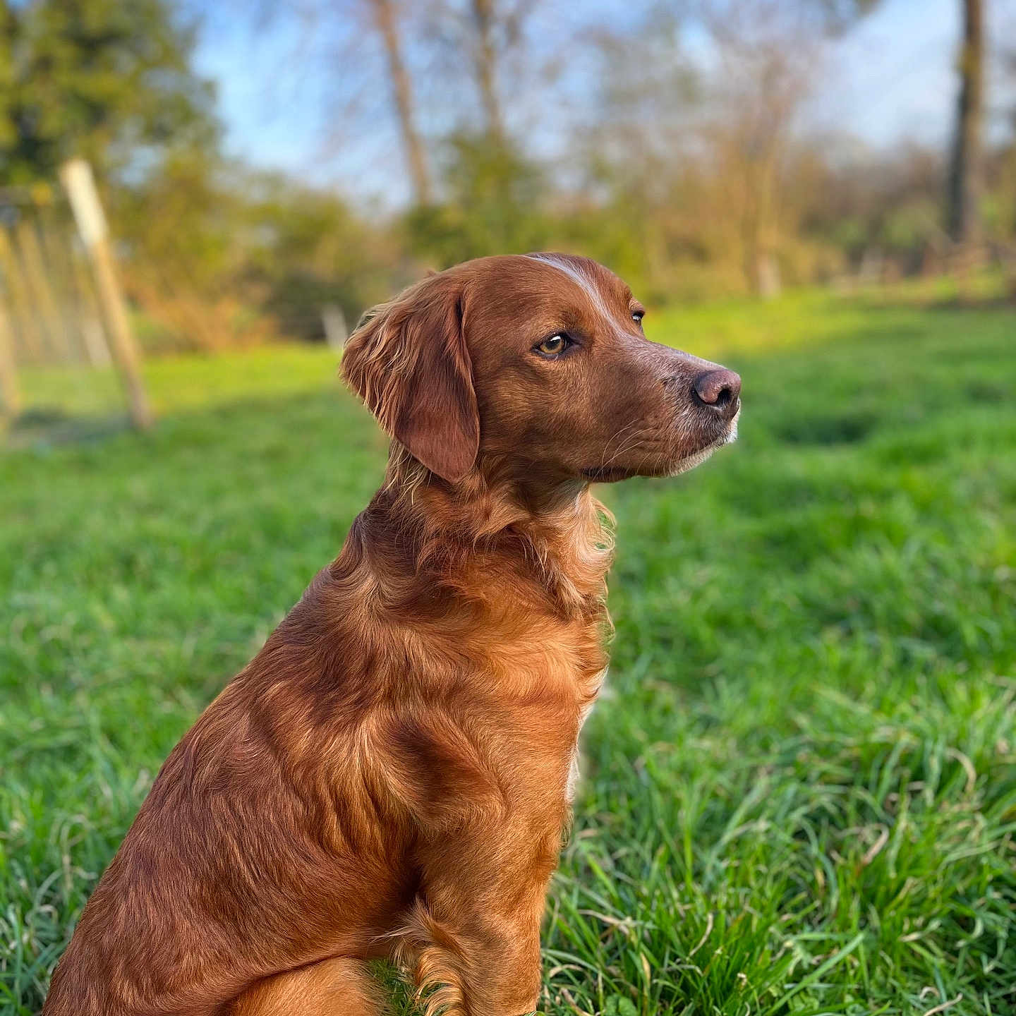 Pumba participe au concours pour gagner de l'argent avec cette photo : animal, calm, canine, daylight, dog, ears, eyes, fur, golden_brown, grass, greenery, mammal, nature, outdoor, pet, portrait, serene, side_view, sitting, snout