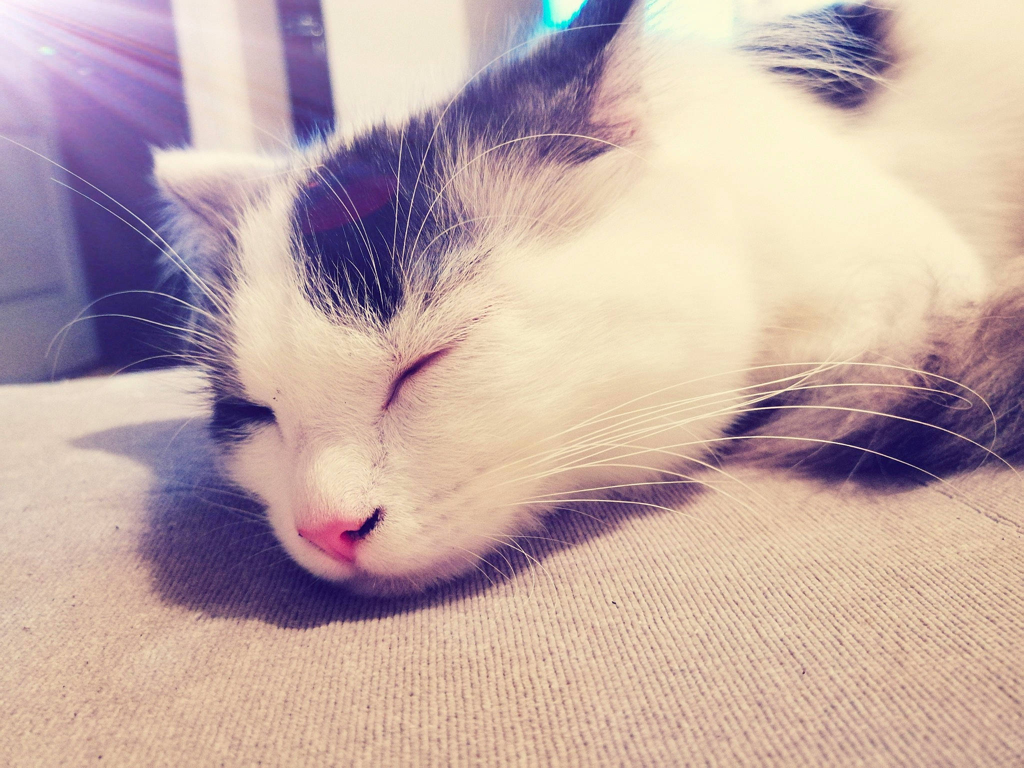 Tilia participe au concours pour gagner de l'argent avec cette photo : black_and_white, carnivore, cat, cloud, ear, eye, felidae, fur, kitten, meteorological_phenomenon, nose, sky, sleep, small_to_medium_sized_cats, snapshot, snout, square, turkish_van, whiskers