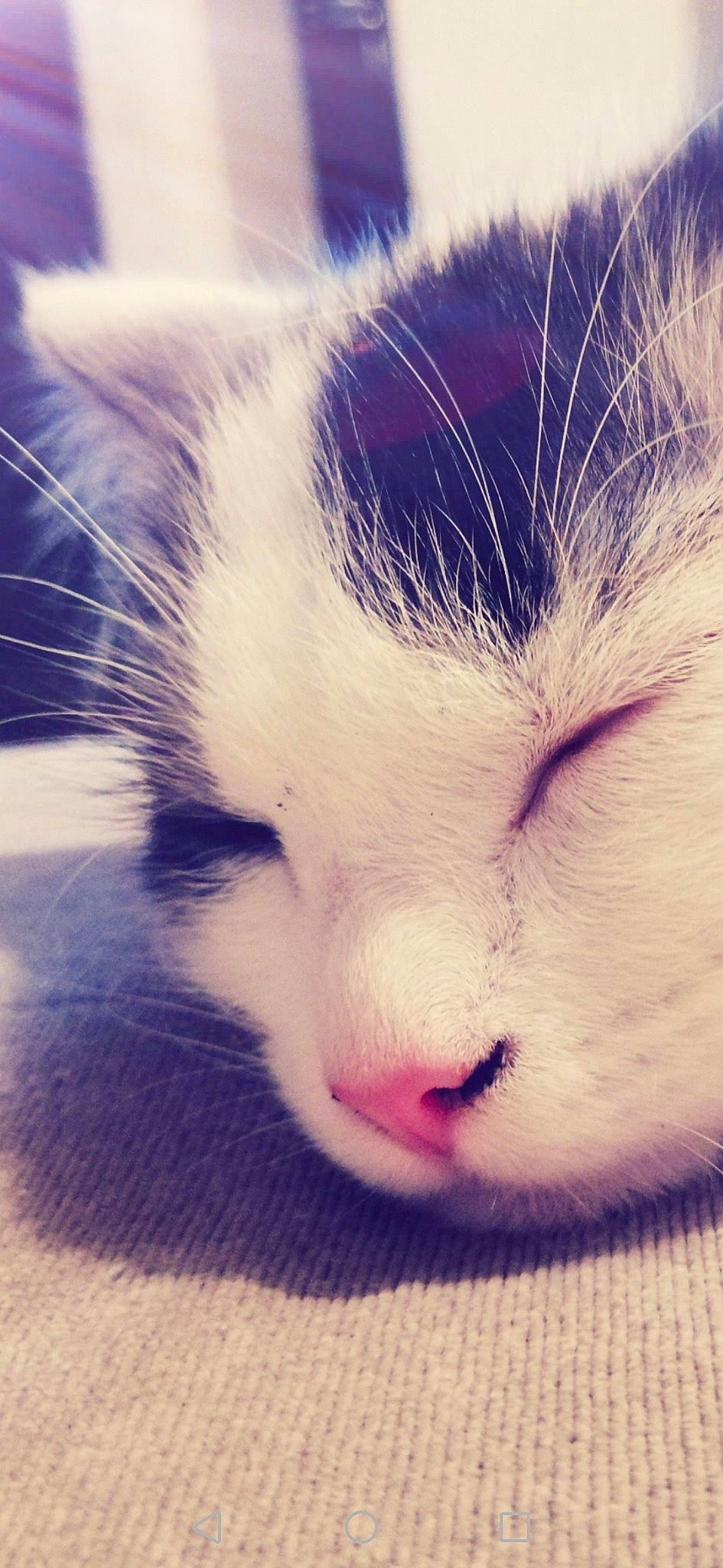 Tilia a rejoint le concours — aidez-le/la à gagner de superbes lots ! aegean_cat, carnivore, cat, close_up, cloud, ear, eye, face, felidae, fur, head, kitten, nap, nose, photography, sky, sleep, small_to_medium_sized_cats, snout, whiskers