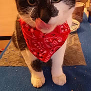 Tigrou a rejoint le concours — aidez-le/la à gagner de superbes lots ! cat, black_and_white, bandana, red_bandana, licking, close_up, indoor, pet, animal, whiskers, ears, fur, face, paws, blue_surface, household, domestic, cute, young_cat, looking