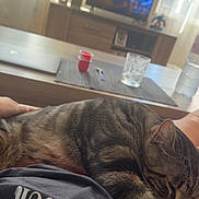 Elijah a rejoint le concours — aidez-le/la à gagner de superbes lots ! cat, tabby, sleeping, lap, person, living_room, television, glass, laptop, table, curtain, window, hand, red_shorts, shirt, relaxation, indoor, cozy, furniture, daylight