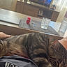 cat, tabby, sleeping, lap, person, living_room, television, glass, laptop, table, curtain, window, hand, red_shorts, shirt, relaxation, indoor, cozy, furniture, daylight