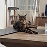 Elijah a rejoint le concours — aidez-le/la à gagner de superbes lots ! cat, tabby, table, laptop, cat_tree, curtains, window, wood_floor, furniture, indoor, pet, relaxed, curious, domestic_cat, home, cozy, natural_light, living_room, technology, resting