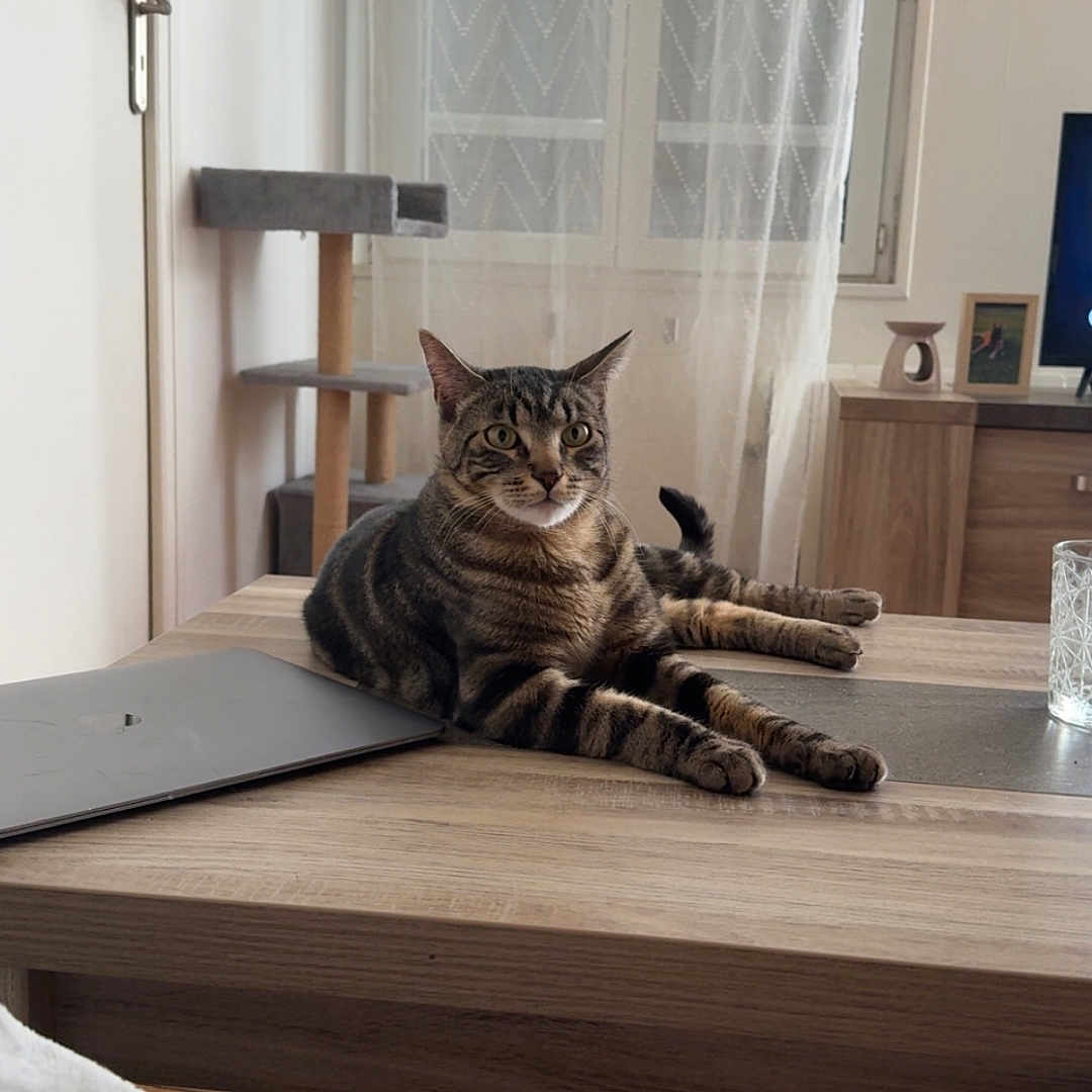 Elijah a rejoint le concours — aidez-le/la à gagner de superbes lots ! cat, tabby, table, laptop, cat_tree, curtains, window, wood_floor, furniture, indoor, pet, relaxed, curious, domestic_cat, home, cozy, natural_light, living_room, technology, resting