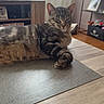 Elijah a rejoint le concours — aidez-le/la à gagner de superbes lots ! cat, tabby, pet, animal, indoor, table, wooden_table, living_room, furniture, curtains, window, television, shelf, picture_frame, toy, floor, relaxed, cute, mammal, domestic_animal