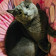 Smokey joined the competition — help win amazing prizes! cat, gray_cat, pet, animal, feline, cute, curious, pink_bed, cushion, cozy, indoor, fur, whiskers, ears, tail, sleeping_area, resting, comfort, soft, domestic_cat