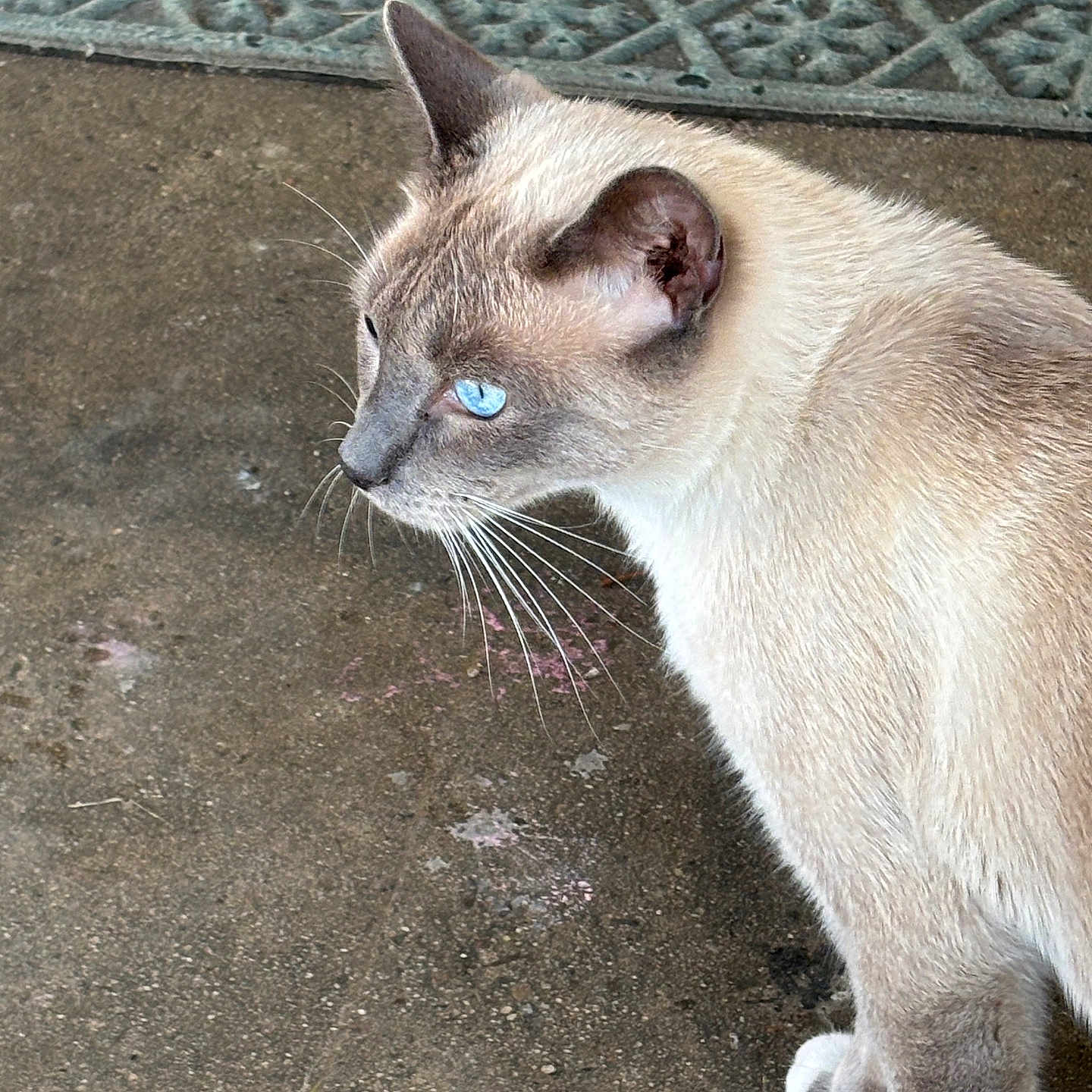 Ash is registered to the contest to win money with this photo: alert, animal, blue_eyes, cat, close_up, concrete, curious, domestic, fur, mammal, mat, natural_light, outdoor, pet, siamese, side_view, standing, texture, walking, whiskers